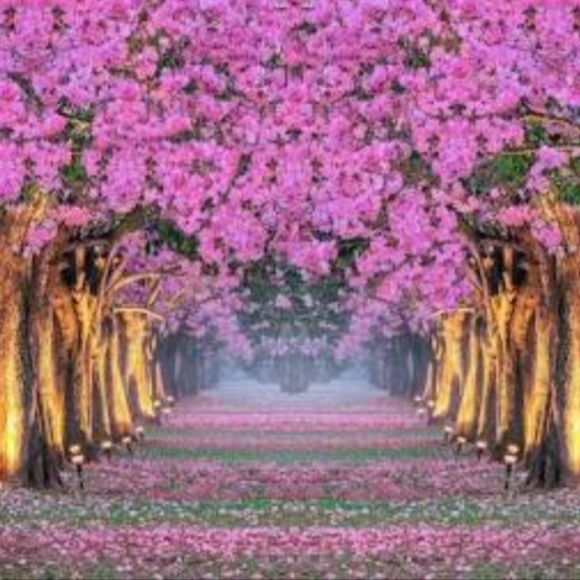 Meet your Posher, Sonya - Picture 1 of 1